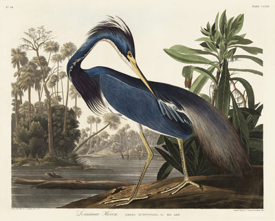 Louisianareiher aus Birds of America (1827) von John James Audubon