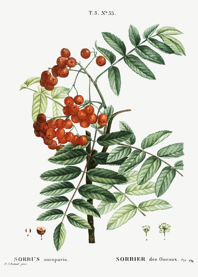 Eberesche (Sorbus aucuparia) aus Traité des Arbres et Arbustes que l'on cultive en France en pleine terre (1801-1819) von Pierre-Joseph Redouté.