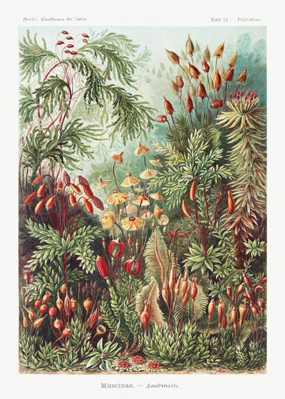 Muscinae-Laubmoose A. Giltsch, Schmuckstück aus Kunstformen der Natur (1904) von Ernst Haeckel