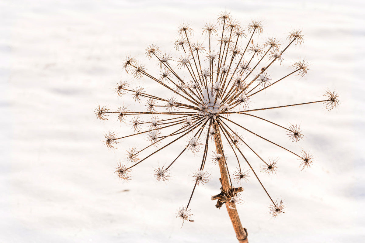 Natürliches Stillleben von getrocknetem Bärenklau im Schnee - Mayra Photography