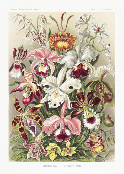 Orchideen-Denusblumen A. Giltsch, Schmuckstück aus Kunstformen der Natur (1904) von Ernst Haeckel