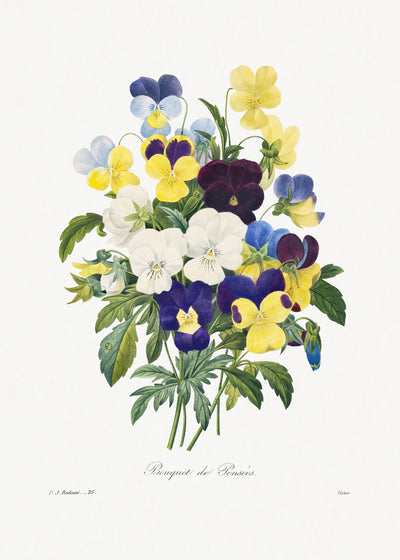 Stiefmütterchenstrauß aus Choix des plus belles fleurs (1827) von Pierre-Joseph Redouté.