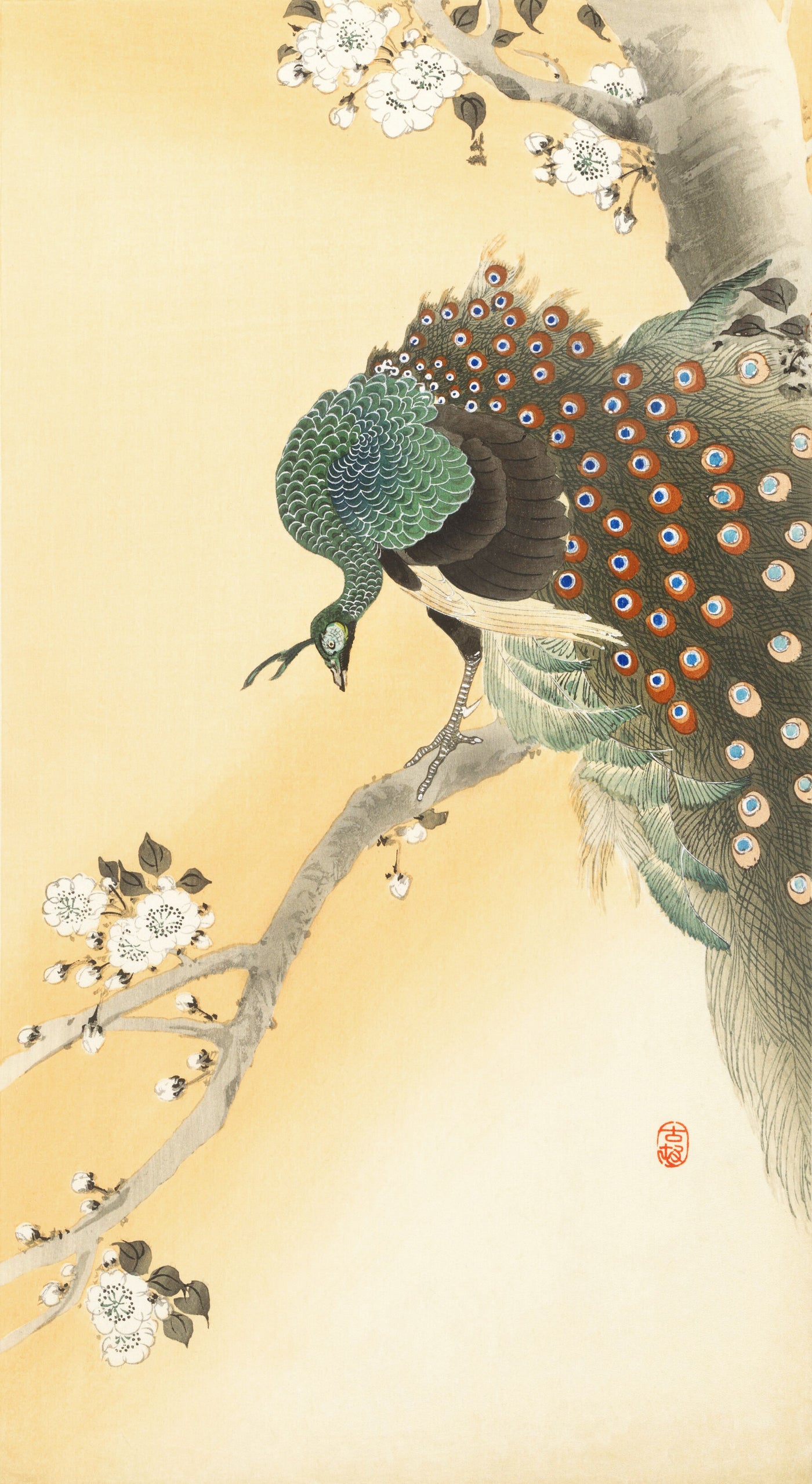 Pfau auf einem Kirschblütenbaum (1900-1930) von Ohara Koson