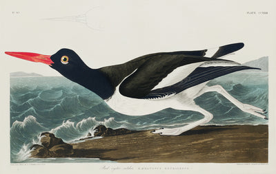 Elster-Austernfischer aus Birds of America (1827) von John James Audubon