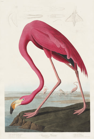 Rosa Flamingo aus Birds of America (1827) von John James Audubon