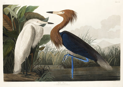 Purpurreiher aus Birds of America (1827) von John James Audubon