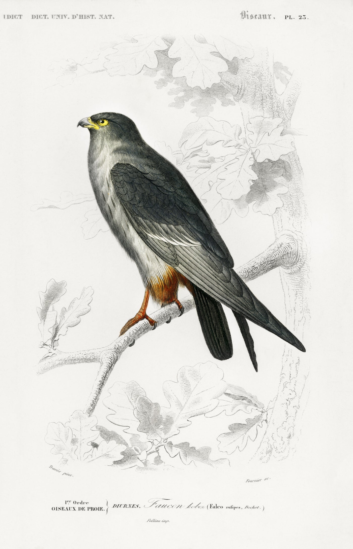Rotfußfalke (Falco rufipes) illustriert von Charles Dessalines D' Orbigny