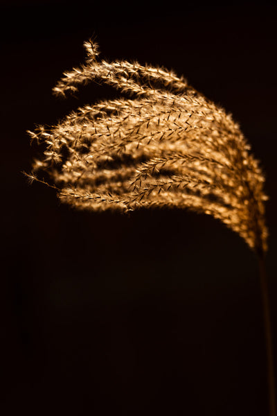 Schilfrohrbusch im goldenen Sonnenlicht - Mayra Photography