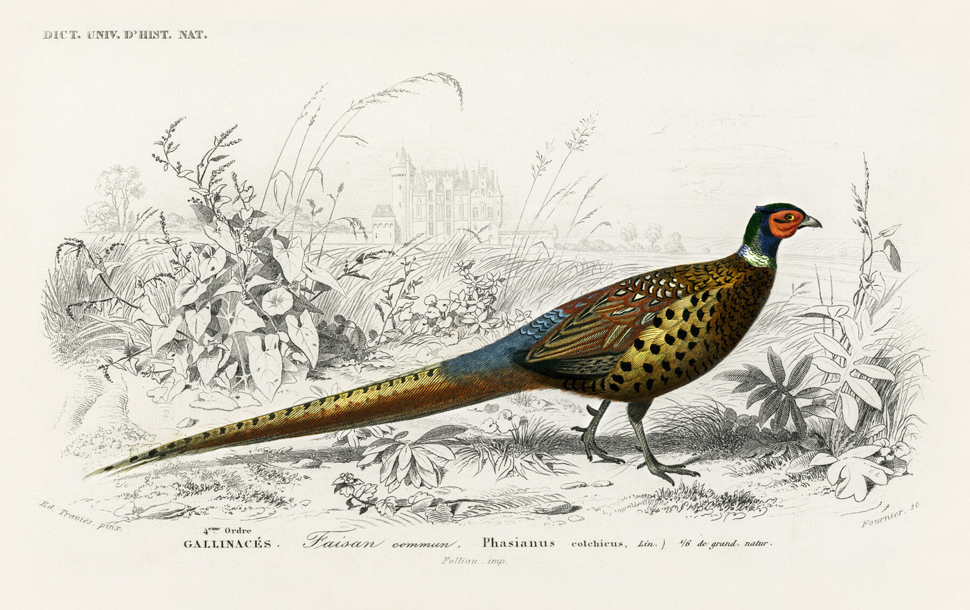 Ringhalsfasan (Phasianus colchicus) illustriert von Charles Dessalines D' Orbigny