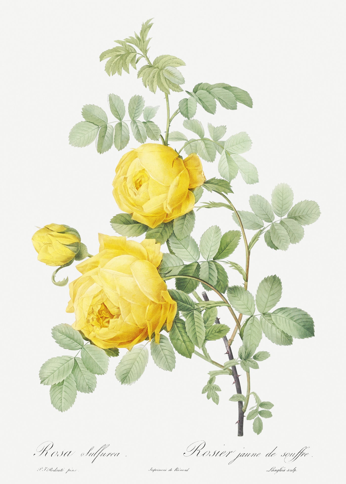 Rosa hemisphaerica, auch bekannt als Gelbe Schwefelrose (Rosa sulfurea) aus Les Roses (1817-1824) von Pierre-Joseph Redouté