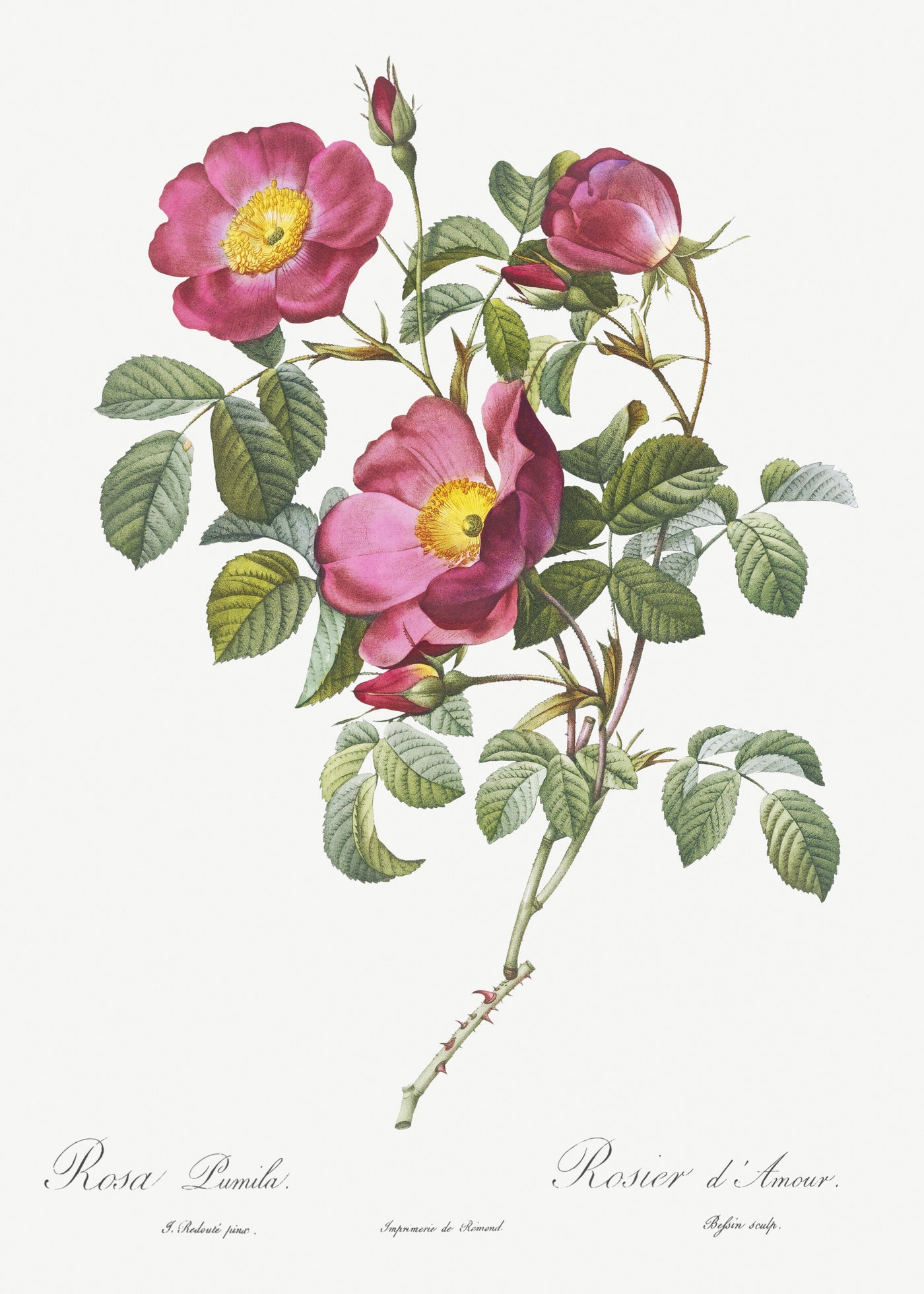 Rose der Liebe, Rosa pumila aus Les Roses (1817-1824) von Pierre-Joseph Redouté.