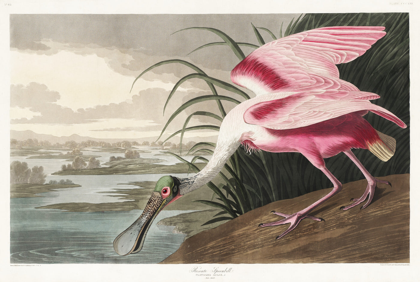 Rosenlöffler aus Birds of America (1827) von John James Audubon