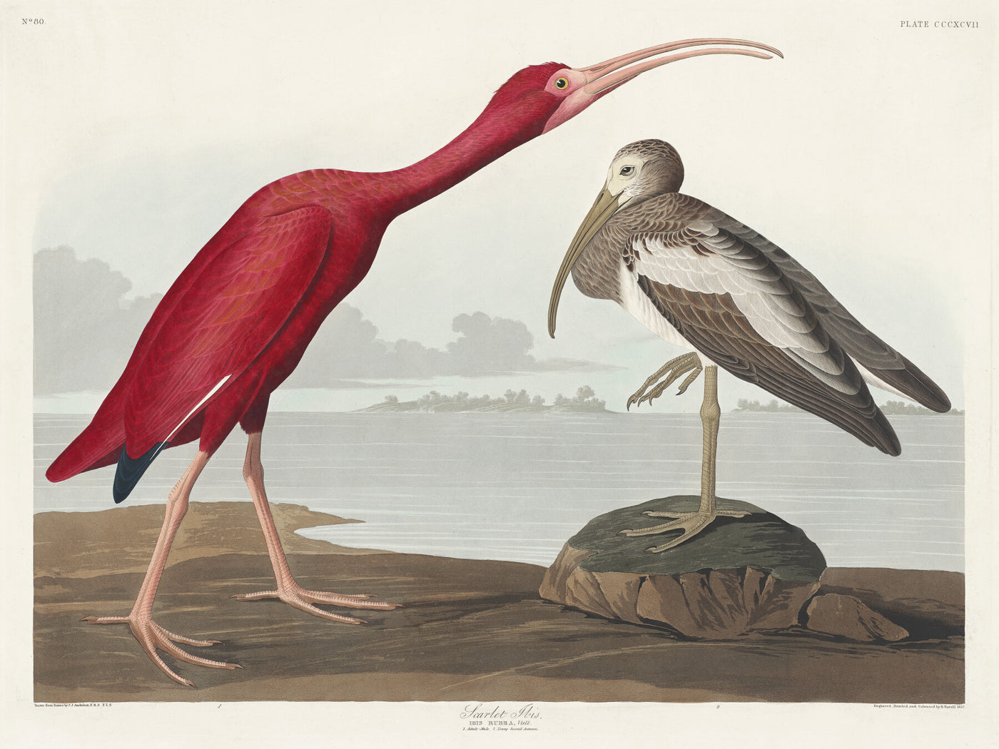 Scharlachibis aus Birds of America (1827) von John James Audubon