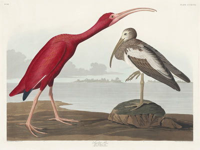 Scharlachibis aus Birds of America (1827) von John James Audubon