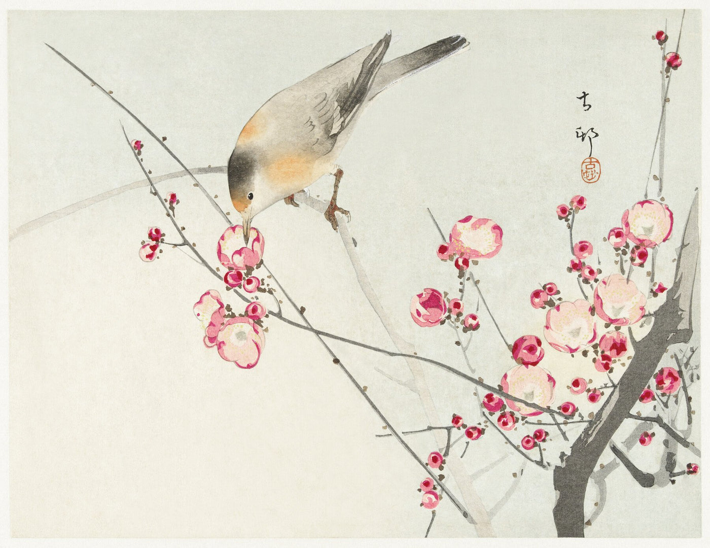 Singvogel auf Blütenzweig (1900 - 1936) von Ohara Koson