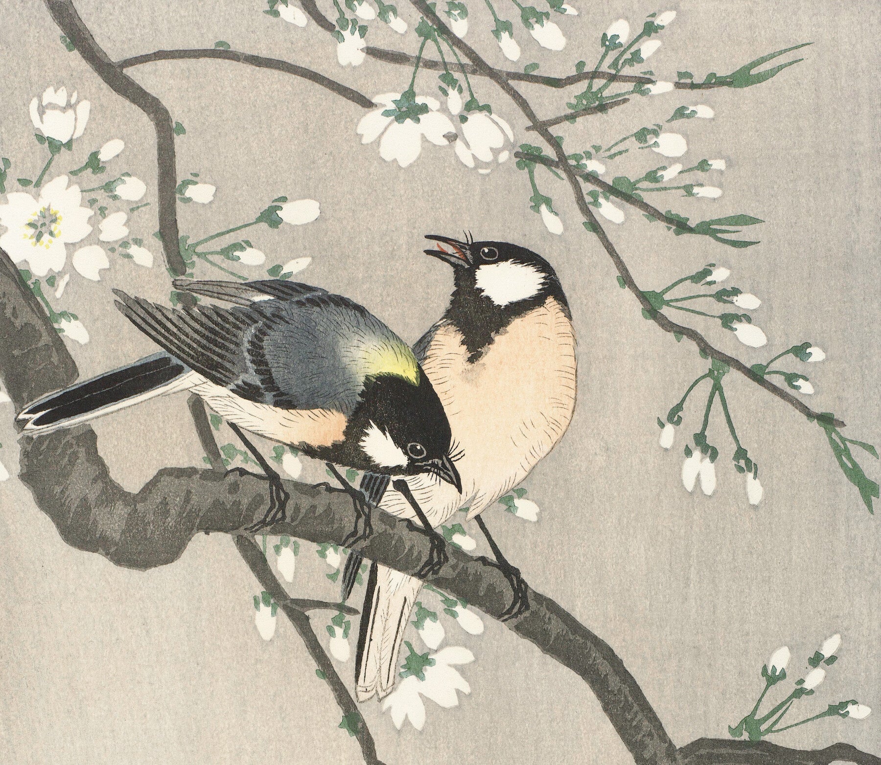 Meisen auf Kirschzweig (1900-1910) von Ohara Koson