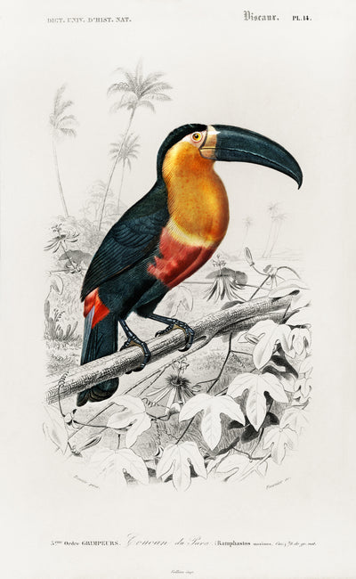 Tukan (Ramphastos) illustriert von Charles Dessalines D' Orbigny