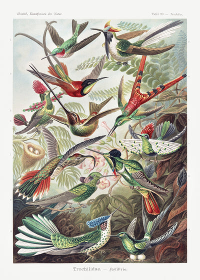 Trochilidae-Kolibris aus Kunstformen der Natur (1904) von Ernst Haeckel