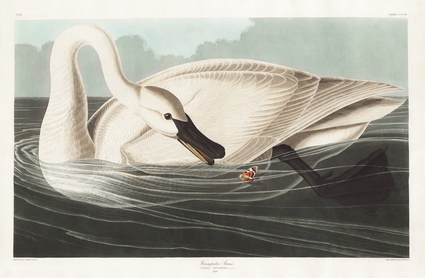 Trompeterschwan aus Birds of America (1827) von John James Audubon