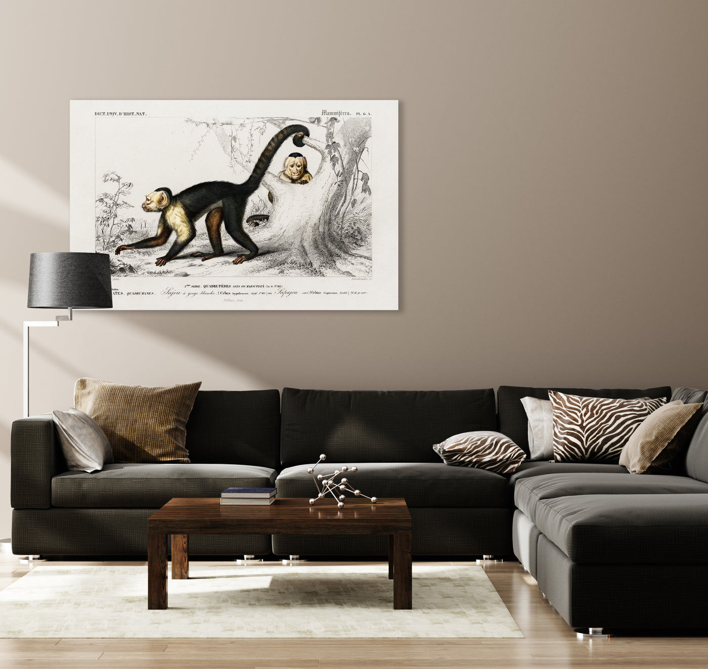 Weißkopfkapuziner (Cebus Hypoleucus) illustriert von Charles Dessalines D' Orbigny