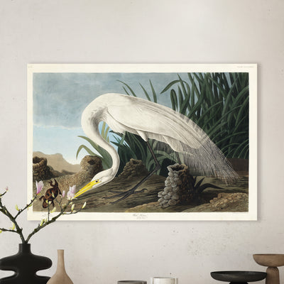 Weißer Reiher aus Birds of America (1827) von John James Audubon