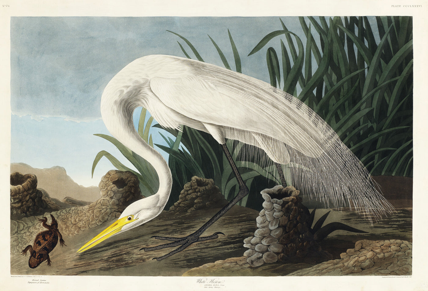 Weißer Reiher aus Birds of America (1827) von John James Audubon