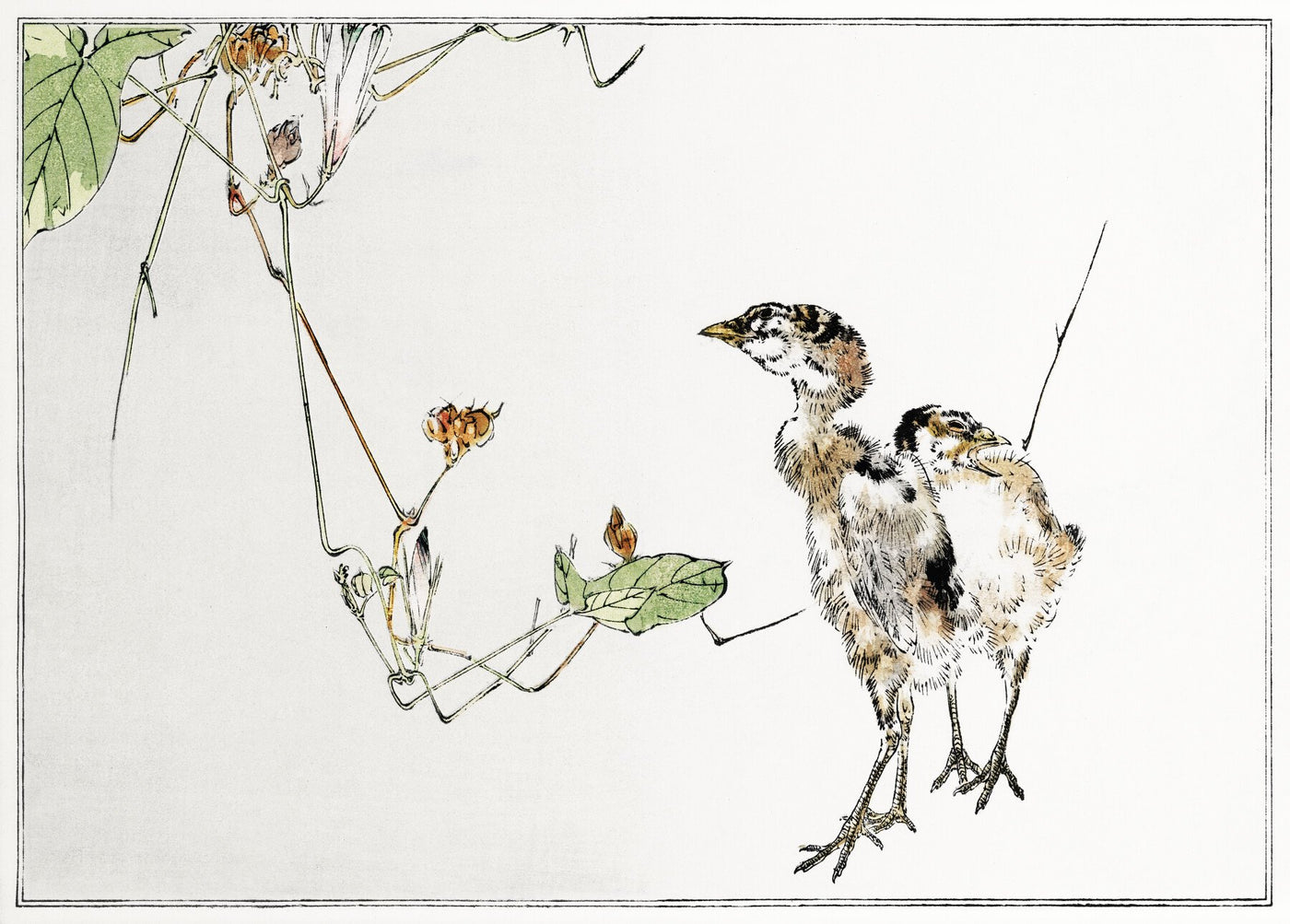 Illustration von Wildentenküken aus Seitei Kacho Gafu (1890-1891) von Wantanabe Seitei