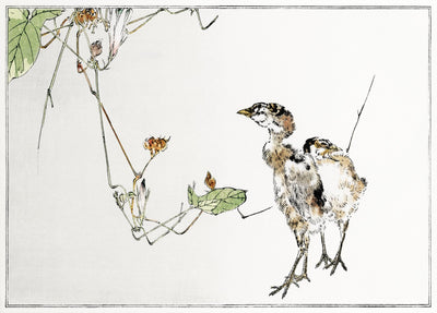 Illustration von Wildentenküken aus Seitei Kacho Gafu (1890-1891) von Wantanabe Seitei