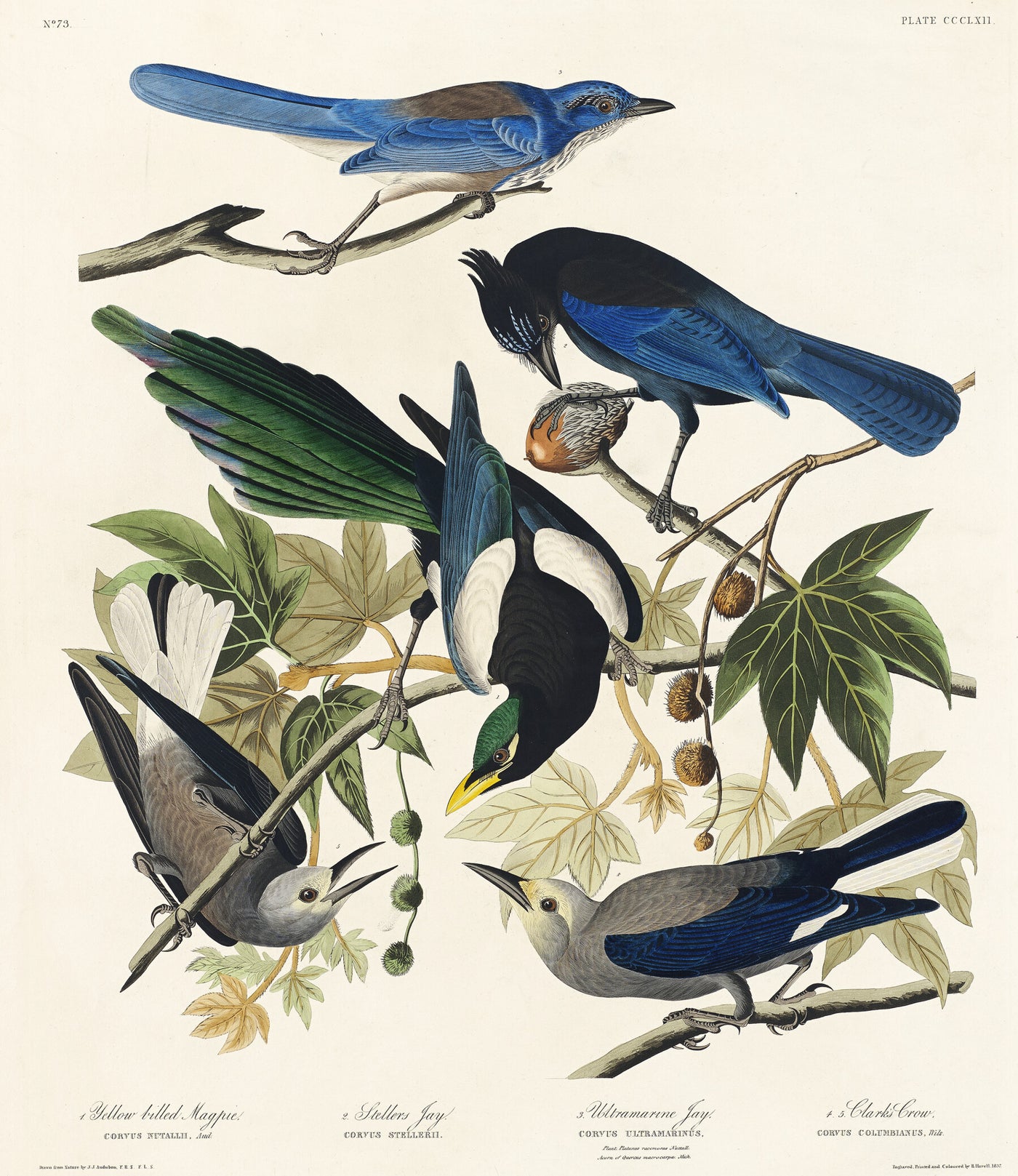 Gelbschnabelelster, Stellers Jay, Ultramarine Jay und Clark's Crow von Birds of America
