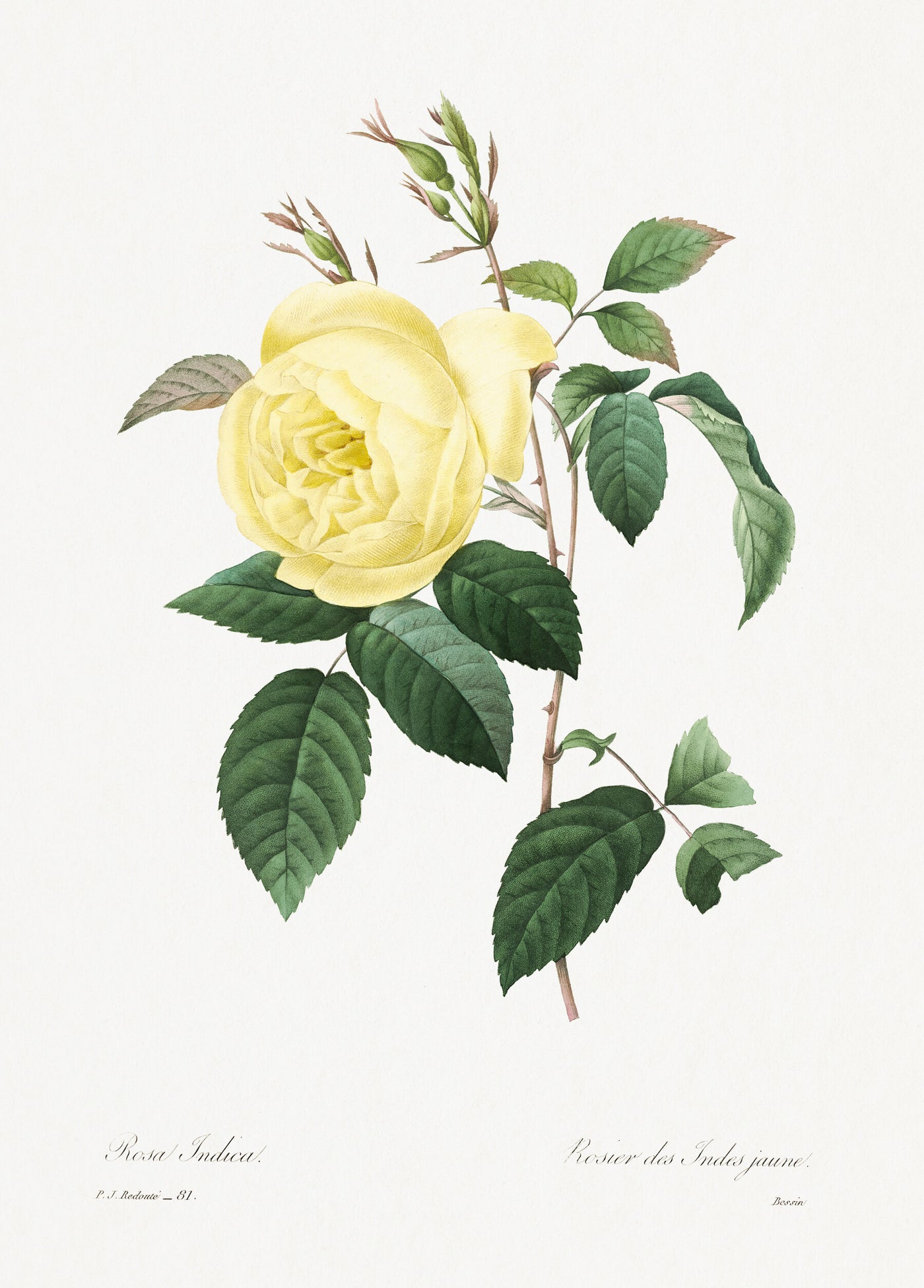 Gelbe Rose von Pierre-Joseph Redouté (1759-1840).