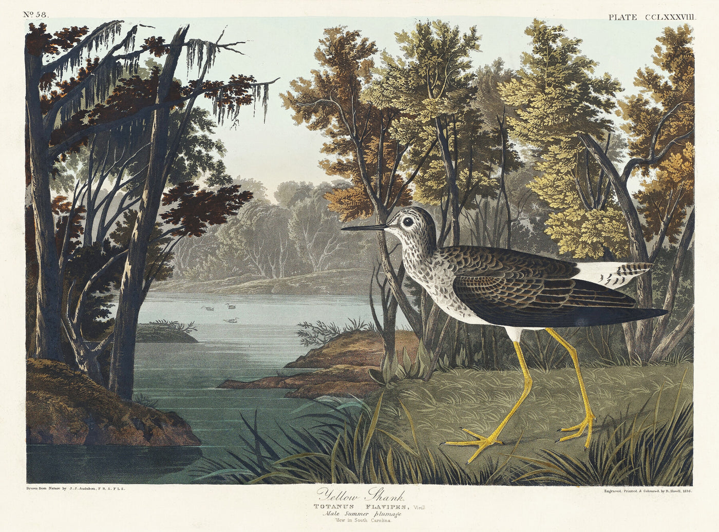 Gelbschenkel aus Birds of America (1827) von John James Audubon
