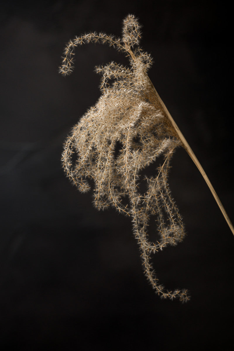 Lichtval op pluizige rietpluim - Mayra Fotografie