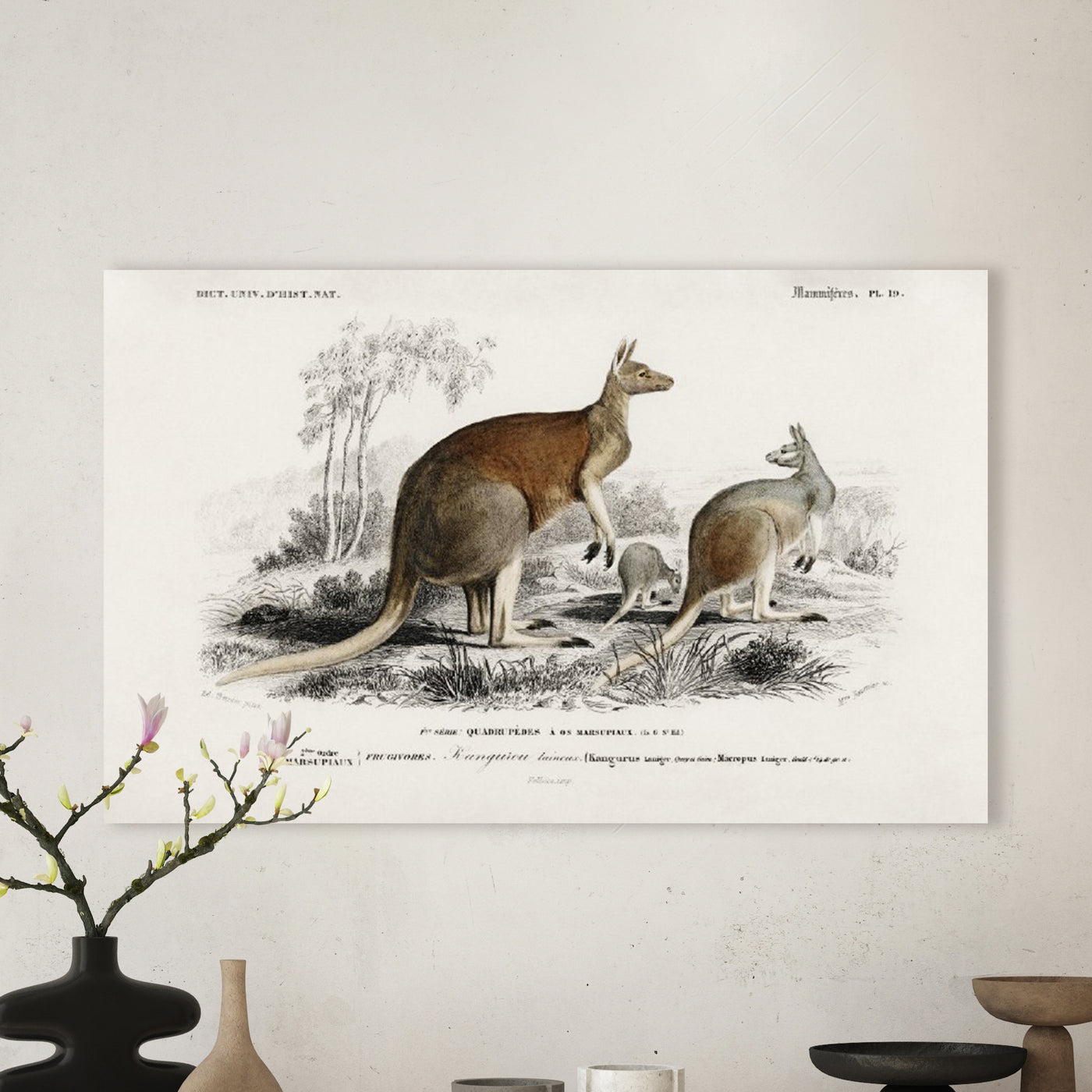 Das Rote Känguru (Macropus rufus) illustriert von Charles Dessalines D' Orbigny
